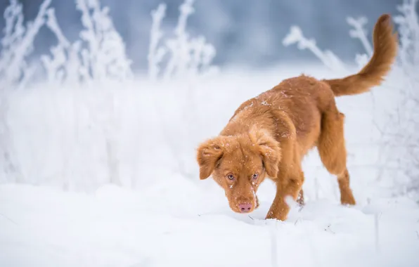 Picture winter, frost, field, snow, nature, pose, dog, red, tail, Retriever, twigs, teen