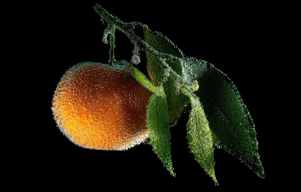 Picture drops, Rosa, sprig, photo, morning, leaves, bubbles, the fruit, Mandarin