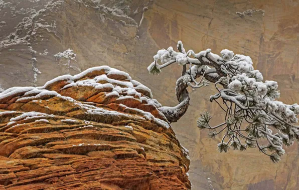 Picture snow, rock, tree, Utah, USA, Zion national Park