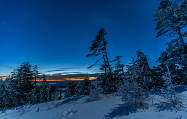 Picture winter, the sky, stars, snow, trees, the evening