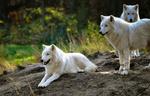 Picture white, summer, nature, background, wolf, pack, group, hill, three, wolves, white, zoo, Arctic, polar