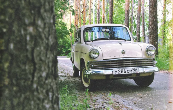 Picture greens, forest, nature, retro, film, car, Muscovite, old school, nursery, 403, old car, mzma
