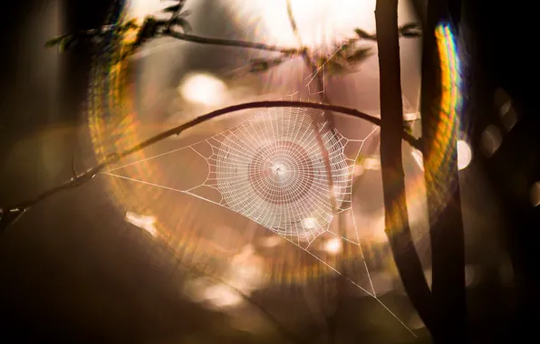 Picture light, nature, web