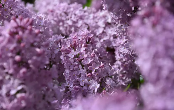 Picture spring, Lilac, flowering, twigs