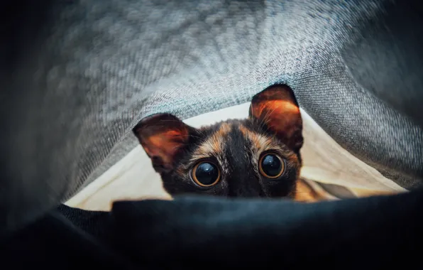 Picture eyes, surprise, cat