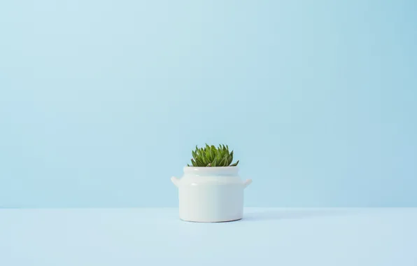 Picture flower, background, blue, plant, a flowerpot