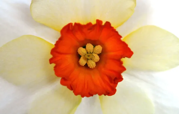 Picture flower, petals, Narcissus