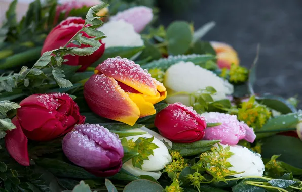 Picture frost, drops, flowers, ice, bouquet, tulips, buds, colorful, bokeh