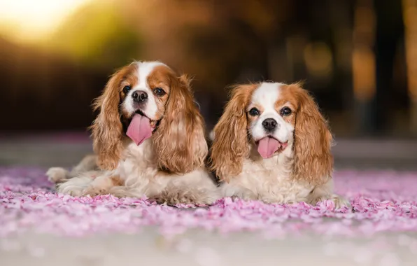 Picture dogs, look, portrait, petals, languages, a couple, Duo, bokeh, two dogs, faces, Cavalier-king-Charles-Spaniel