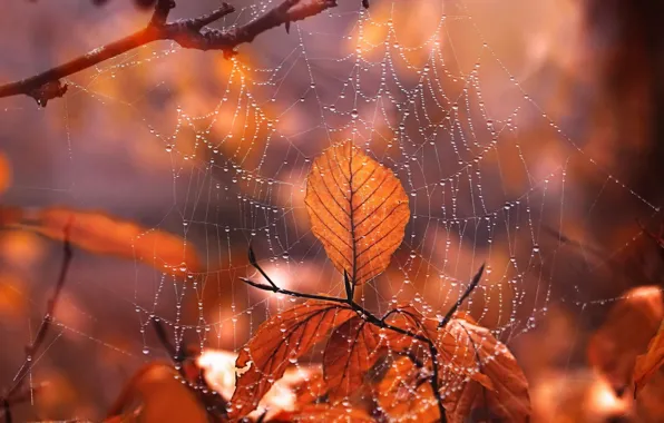 Picture autumn, leaves, web
