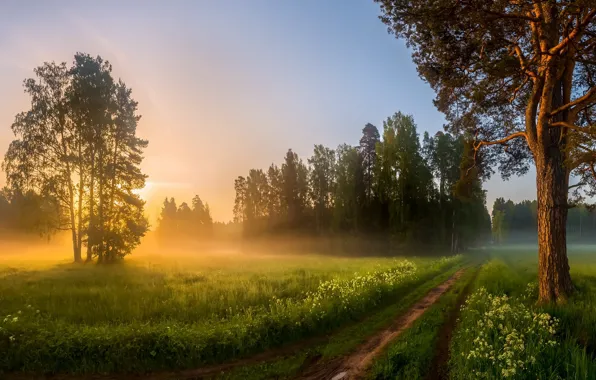 Picture road, summer, fog, morning
