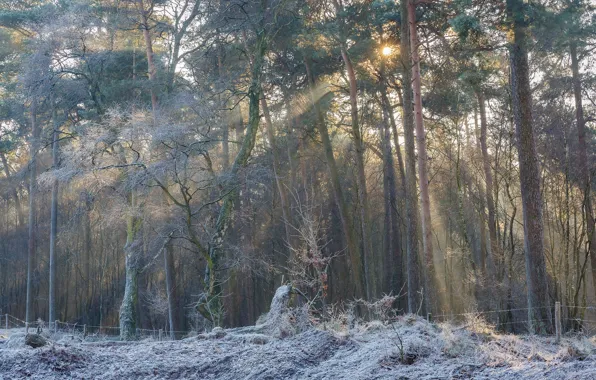 Picture frost, forest, trees, Netherlands, Netherlands, Gelderland, Rheden, Rheden, Guelders