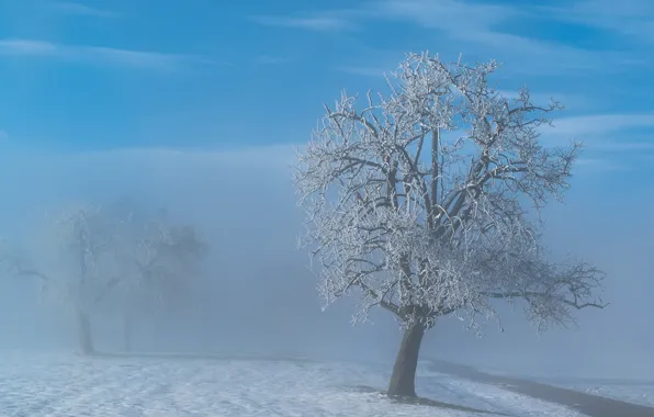 Picture winter, fog, tree