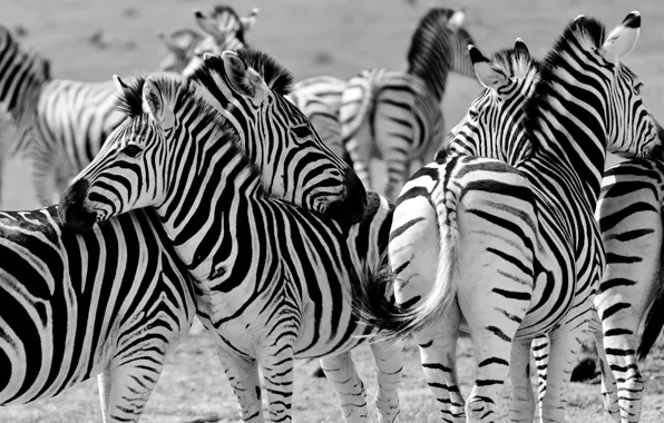 Picture Zebra, Africa, the herd