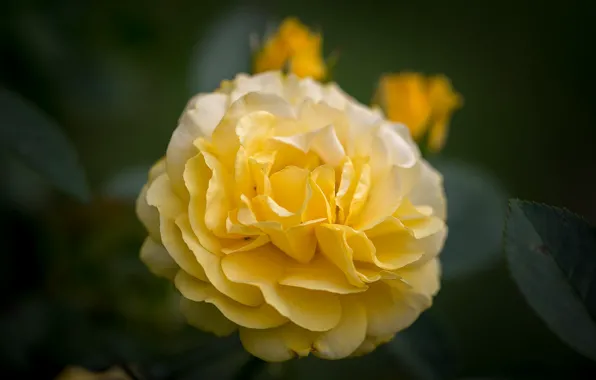 Picture macro, yellow, rose