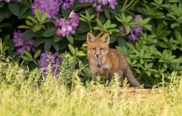 Picture grass, Fox, red, the bushes, Fox, rhododendrons