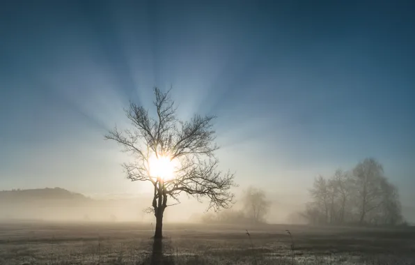 Picture field, light, fog, tree, morning