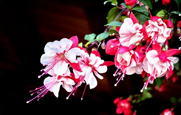 Picture flowers, beauty, fuchsia