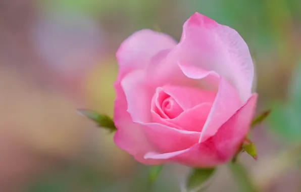 Picture macro, pink, rose