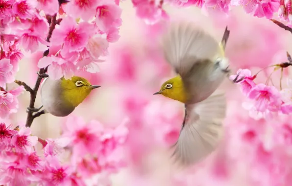 Picture branches, spring, Sakura, Taiwan, birds, a couple, white-eyed, FuYi Chen, white eye