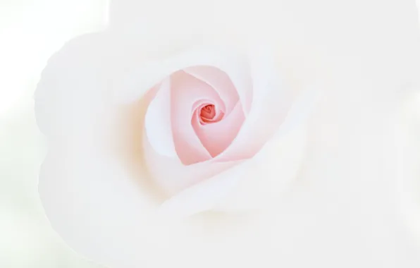 Picture white, macro, rose, petals