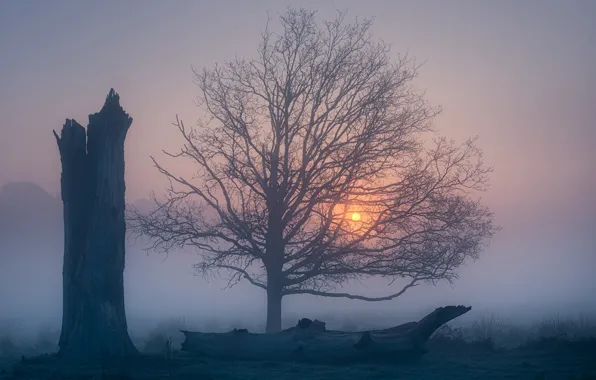 Picture fog, tree, dawn, England, morning, England, Richmond Park, Richmond Park, Greater London, Greater London