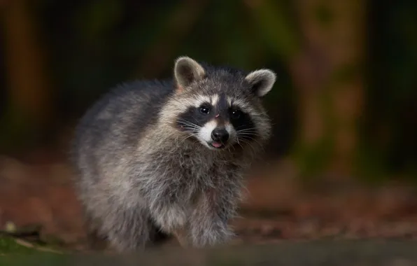 Picture raccoon, bokeh, Raccoon
