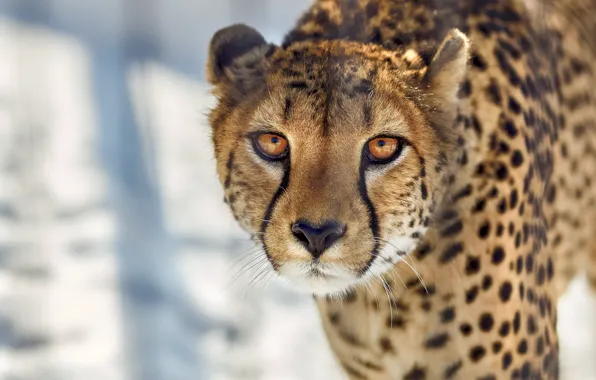Picture look, face, wild cat, Cheetah