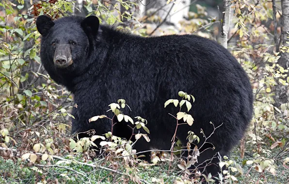 Picture nature, baribal, black bear