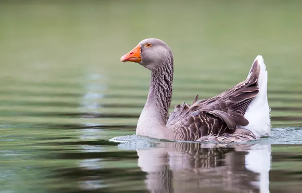Picture water, goose, important