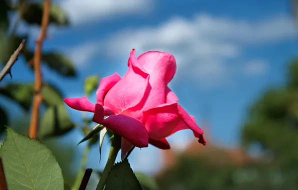 Picture Bud, Pink rose, Pink rose
