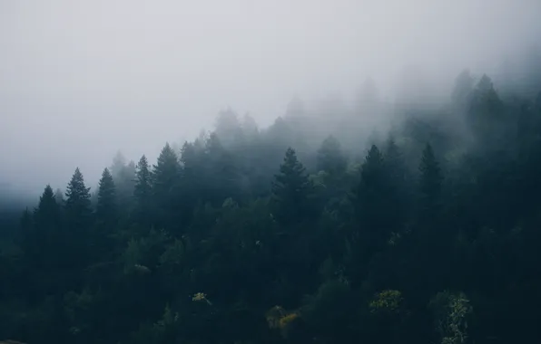 Picture trees, fog, height, spruce, Forest, coniferous forest