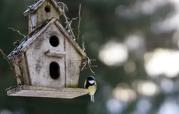 Picture background, bird, house