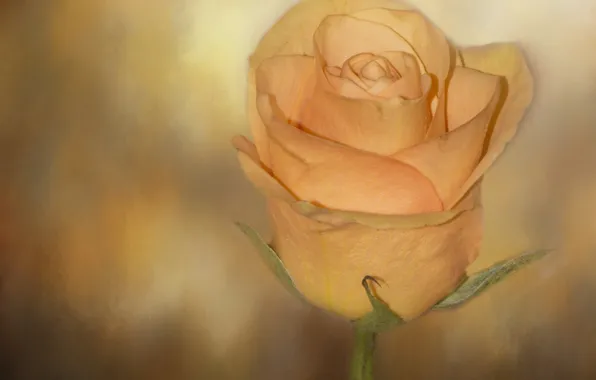 Picture macro, background, rose, Bud, yellow rose