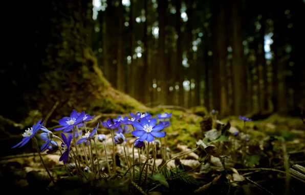 Picture forest, flowers, nature, spring, violet