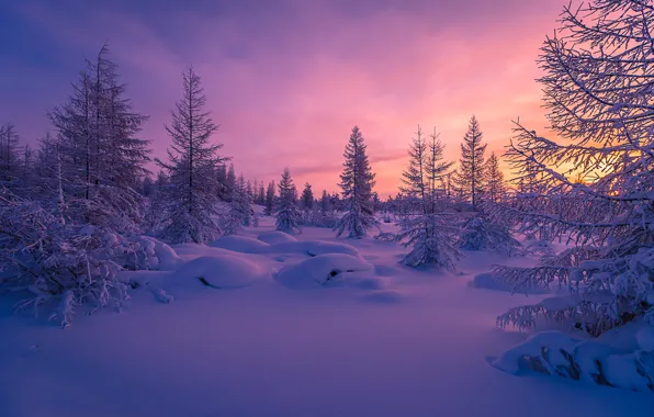 Picture winter, forest, snow, trees, sunset, the evening, the snow