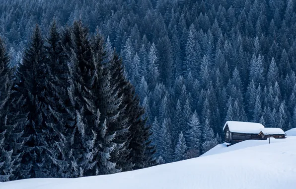 Picture winter, forest, house
