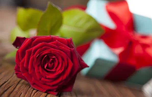 Picture rose, red, love, rose, romantic, gift, valentine`s day