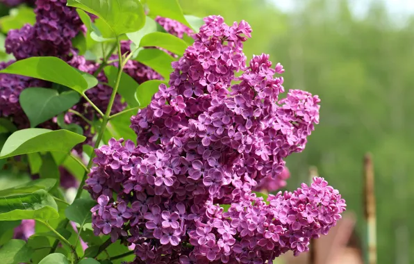 Picture flowers, sprig, spring, Lilac, flowering