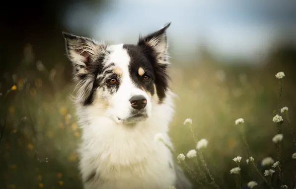 Picture look, face, dog, flowers, bokeh, The border collie