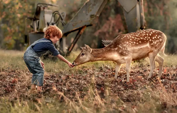 Picture nature, boy, deer