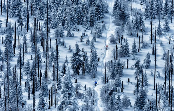 Picture forest, snow, people
