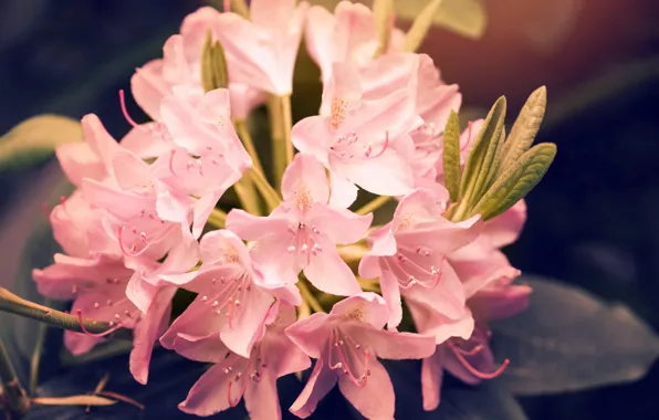 Picture flower, Pink, Beautiful, Flowers, Rhododendron, Rhododendron, Rosby