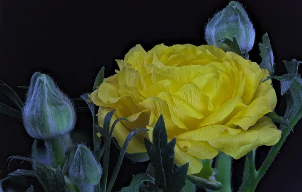 Picture macro, yellow, Ranunculus