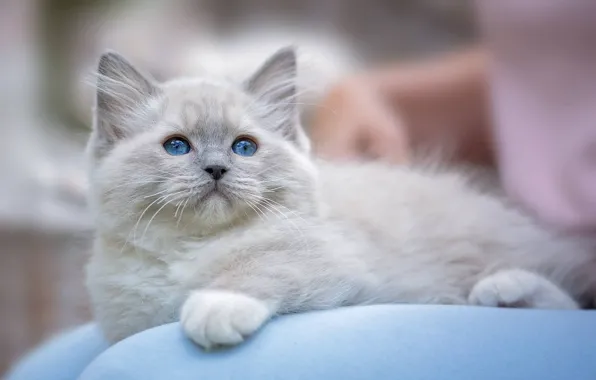 Picture kitty, blue eyes, Ragdoll
