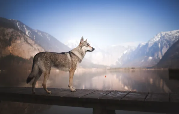 Picture bridge, lake, dog