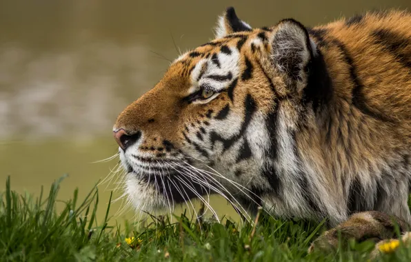 Picture face, tiger, profile, wild cat