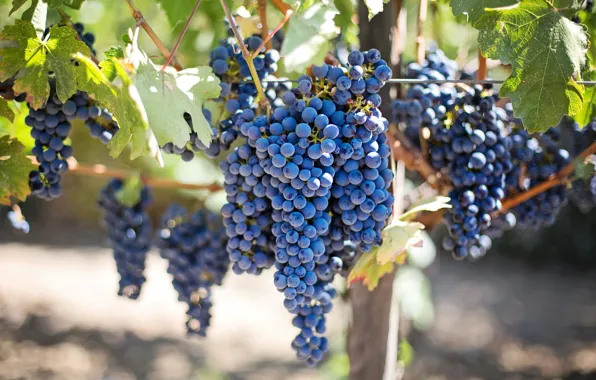 Picture leaves, nature, grapes, vineyard, bunches of grapes