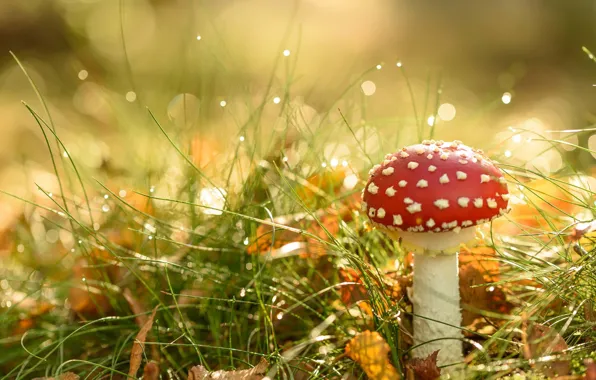 Picture autumn, nature, mushroom, mushroom