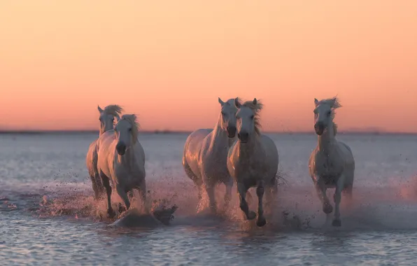 Picture water, sunset, squirt, horses, horse, running
